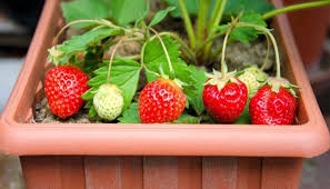 Maybe you would like to learn more about one of these? Cara Menanam Strawberry Dalam Pot Di Daerah Panas Agar Cepat Berbuah Faunadanflora Com
