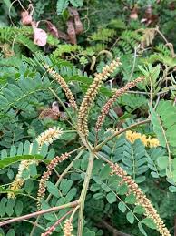 Image result for Adenopodia schlechteri