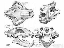 Introduction To Animal Anatomy The Gnomon Workshop Animal Skull Drawing Skull Anatomy Skull Drawing