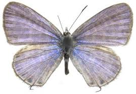 Image result for Indigofera subargentea