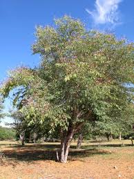 Image result for Baikiaea