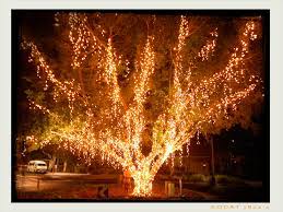 A Giant Fairy Light Tree In Noosa Slashies Sportsgirl Fairy Lights In Trees Tree Lighting Fairy Lights