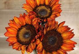Copper Sunflowers Tinted Orange Sunflowers Black Eyed Susan Flower Sunflower Painting