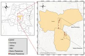 Image result for Pachylobus osika