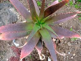 Image result for Aloe lateritia