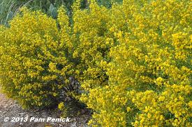 Southeastern arizona has an unusually wide variety of plants due to its climate, varied topography, variety of habitats, and its location in the the best time to see wildflowers here in southeastern arizona is either during the spring wildflower season (march through early may) or during the summer. Yellow Flowering Desert Senna In San Antonio Digging