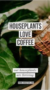 The 1 Thing I Do With Leftover Coffee Ps I M Not Drinking It House Fur Plants Inside Plants House Plant Care
