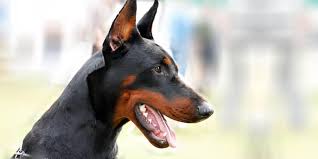 I vulcani più pericolosi al mondo. Cani Da Guardia Le Razze Migliori Best5 It