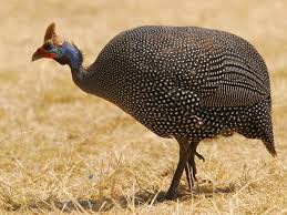 Guinea Fowl Birds That Look Like Turkeys Pin On Things For My Backyard