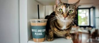 Why not reuse these cat names from movies for the new leading kitty tearing up the red carpet (maybe literally) in your home? Coffee Names For Cats Easy To Follow Guide Expert S Advice