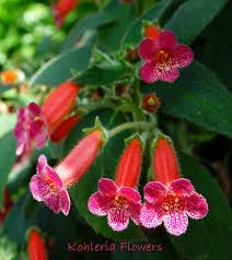 Image result for Kohleria