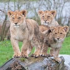 Hunter Hercules Harabi Look Like They Re Up To Mischief Wmsp Animals Wildlife Nature Wildlifephotography In 2020 Wildlife Nature Animals Wildlife Photography