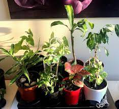 Attracts butterflies and makes an excellent cutting flower. Houseplant Wikipedia