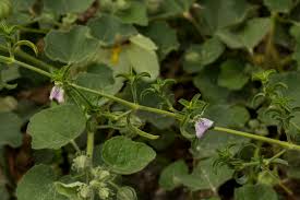 Image result for Pogonospermum divaricatum