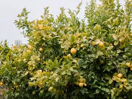 Water even mature citrus trees regularly. 16 Common Citrus Fruit Trees