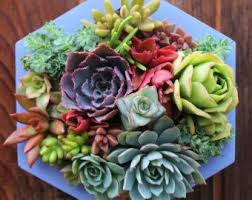 Mini Shelf Vertical Planter Succulent By Succulentwonderland Vertikaler Garten Vertikale Sukkulenten Garten Pflanzen