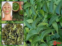 Image result for Azadirachta