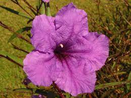 We did not find results for: Florida Flowers Pictures And Great Identification Tips Green Nature