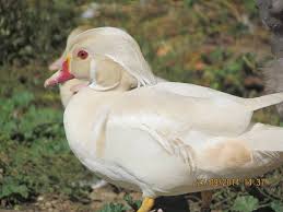 White Wood Duck Male Wood Ducks Wildfowling Animals