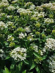 Image result for Pentas longiflora