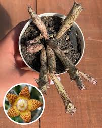 Image result for Orbea schweinfurthii