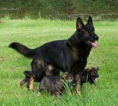 Will be dewormed and will be getting first set of vaccines. Black Sable German Shepherd Mom With Pups Ddr German Shepherd Puppies For Sale Work Black German Shepherd Puppies Sable German Shepherd Ddr German Shepherd