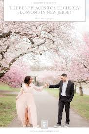 We did not find results for: Best Places To See Cherry Blossoms In New Jersey Nj Photographer