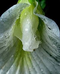 Image result for Clitoria kaessneri