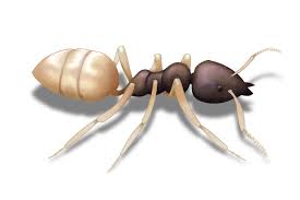Sugar ants are most prevalent in homes between march and september. Ghost Ants Control Get Rid Of Ghost Ants