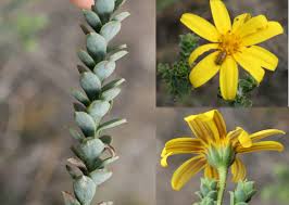Image result for Osteospermum muricatum