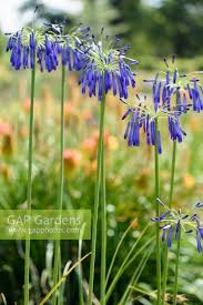 Image result for Agapanthus inapertus