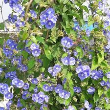 Image result for Jacquemontia