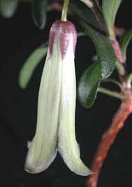 Image result for Pittosporaceae