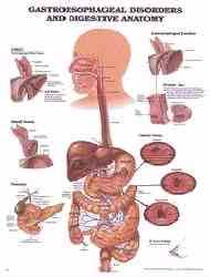 Human Digestive System Urinary Tract Anatomy Charts Posters