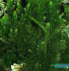 Image result for Ceratophyllaceae