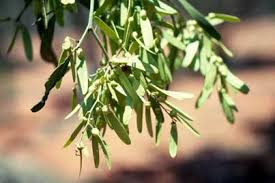 Image result for Ventilago