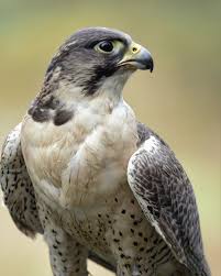 The Raptors Duncan All You Need To Know Before You Go Tripadvisor Peregrine Falcon Peregrine Falcon Drawing