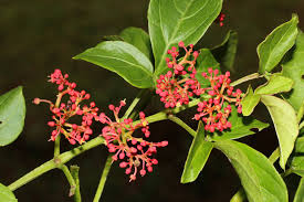 Image result for Vitaceae