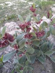 Image result for Combretum acutifolium