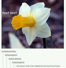 Noot Noot Flower Xd Ah Yes It Is Spring The Sun Is Shining Children Laughing The Noot Noots Are In Bloom Memes Funny Tumblr Posts Tumblr Funny