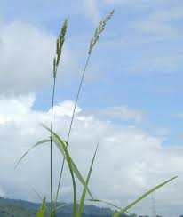 Image result for Echinochloa