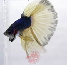 Paradise Halfmoon Male Bse Blue Purple Yellow Male Betta Fish Blue Eyes Betta Fish Betta Siamese Fighting Fish