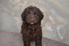 If you require a pup with breeding rights or for show quality with a top pedigree then expect to pay from $2,600 upwards to $2,800 or even more. Chocolate Labradoodle Puppies