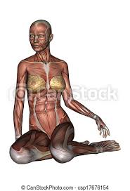 It is the most complete reference of human explore over 6700 anatomic structures and more. Female Anatomy Figure 3d Digital Render Of A Sitting Female Anatomy Figure With Muscles Map Isolated On White Background Canstock