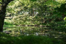 Find the perfect trees reflected in water stock photo. Wallpaper Trees Light Summer Green Nature Water Reflections Countryside Pond Woods Shadows Quote July Explore 4000x2672 1100909 Hd Wallpapers Wallhere