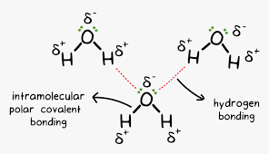 H2O Drawing Chemical Bond - Intermolecular Hydrogen Bonding In Water, Hd  Png Download , Transparent Png Image - Pngitem