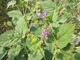 Image result for Psoralea