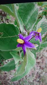Image result for Solanum campylacanthum 'incanum type'