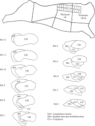 Maybe you would like to learn more about one of these? Schematic Of Ribeye Chuck Eye Roll Rcr Location And Consecutive Download Scientific Diagram