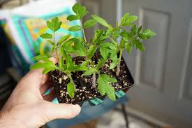 Check spelling or type a new query. When To Transplant Tomato Seedlings Easy Step By Step Guide